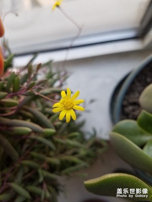 多肉開(kāi)花了