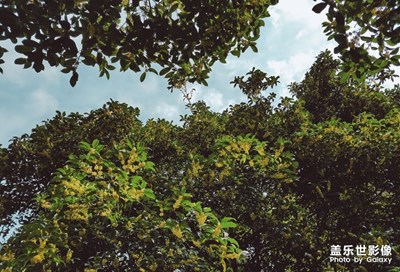 丹桂飄香又一年