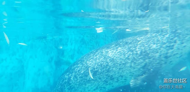 沈陽星部落看動物觀熊貓活動回顧貼