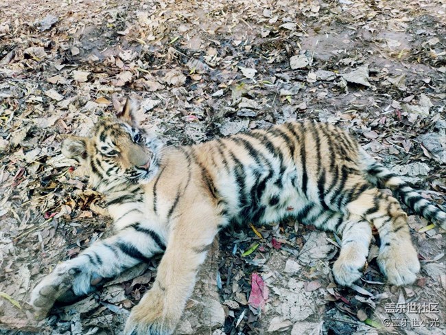 秋游之沈陽森林動物園——三星在手，天下我有