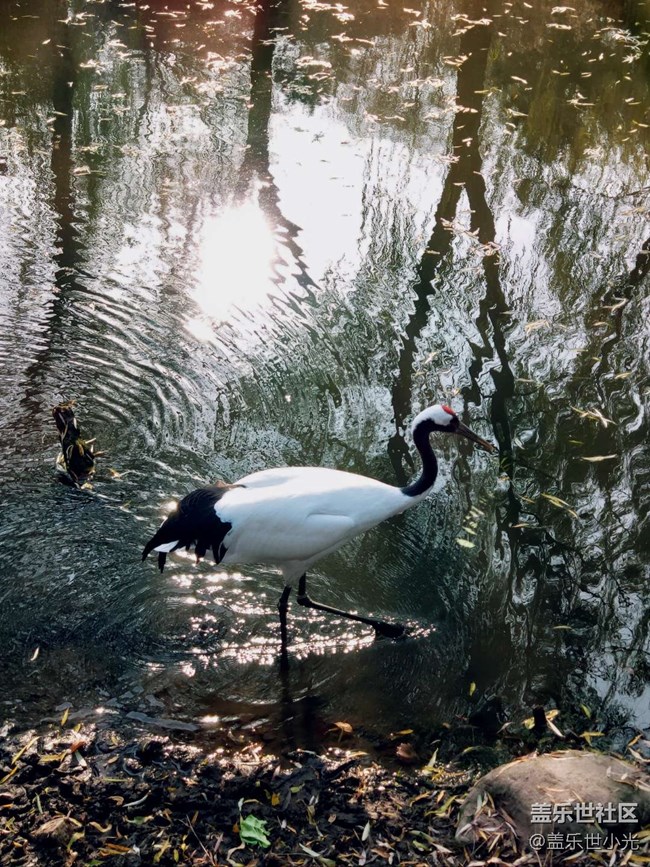 秋游之沈陽森林動物園——三星在手，天下我有