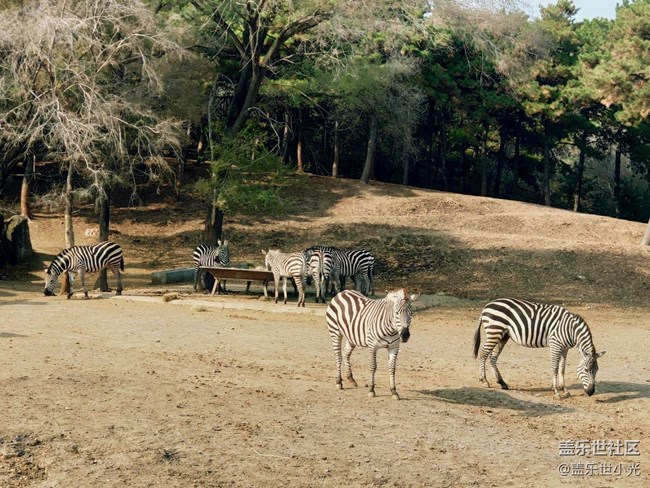 秋游之沈陽森林動物園——三星在手，天下我有