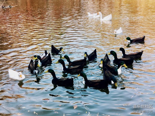 秋游之沈陽森林動物園——三星在手，天下我有