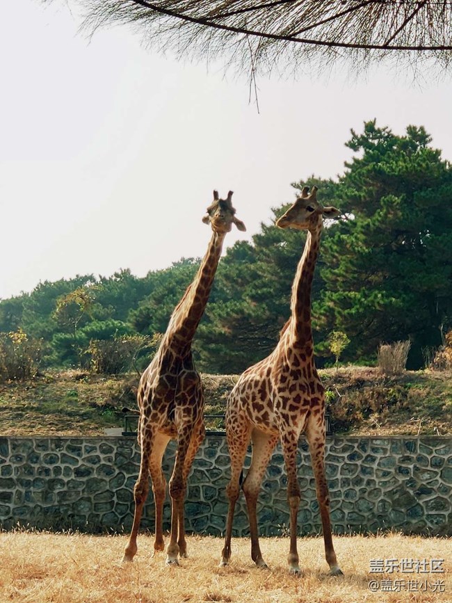 秋游之沈陽森林動物園——三星在手，天下我有