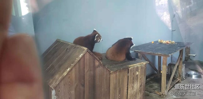 沈陽星部落看動物觀熊貓活動回顧貼