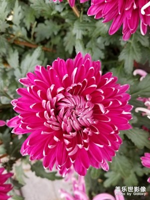 岳麓山賞花