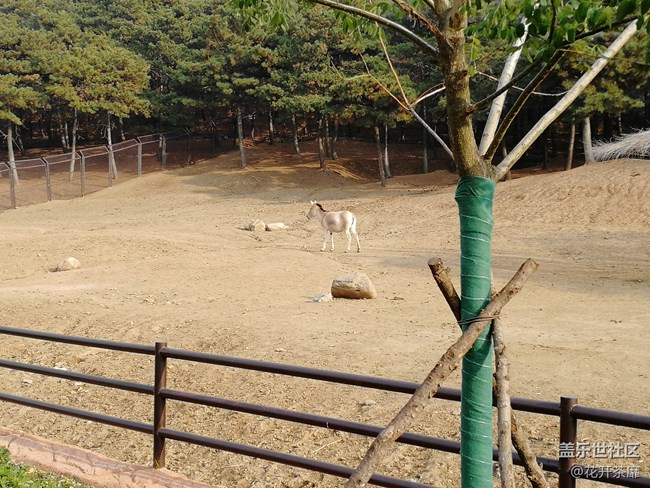 沈陽(yáng)森林動(dòng)物園之旅
