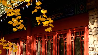 【我的日常生活】+日常拍的那些樹(shù)