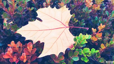 【我的日常生活】+用Not8記憶身邊最美畫面