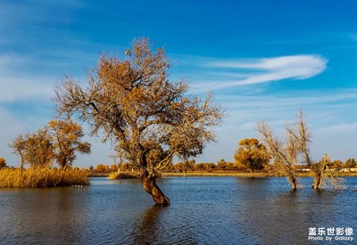 【為中國添色】《大美胡楊》 （大眾組）