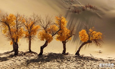 【為中國添色】《光影胡楊》 （大眾組）