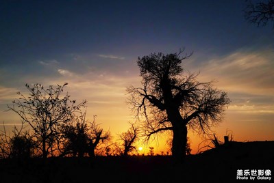 【為中國添色】組照《胡楊禮贊》 （大眾組）