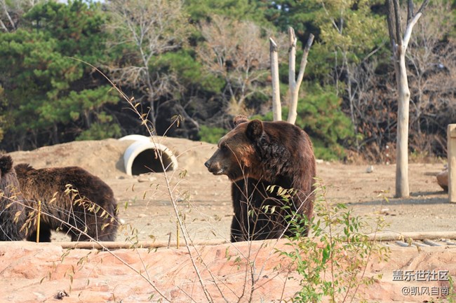 一篇有內容的動物園回顧貼