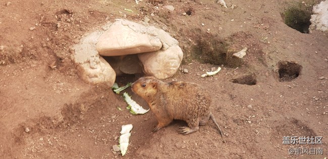 一篇有內容的動物園回顧貼