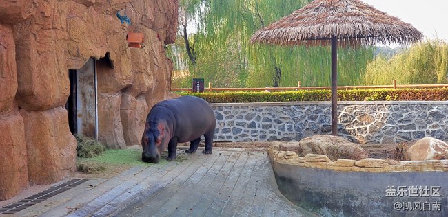 一篇有內容的動物園回顧貼