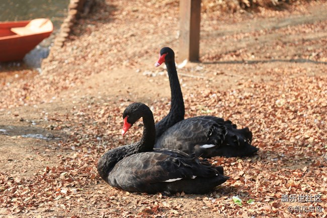 一篇有內容的動物園回顧貼