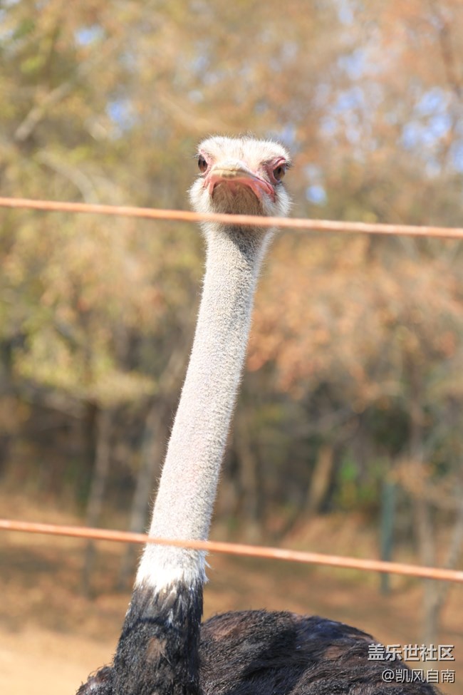 一篇有內容的動物園回顧貼