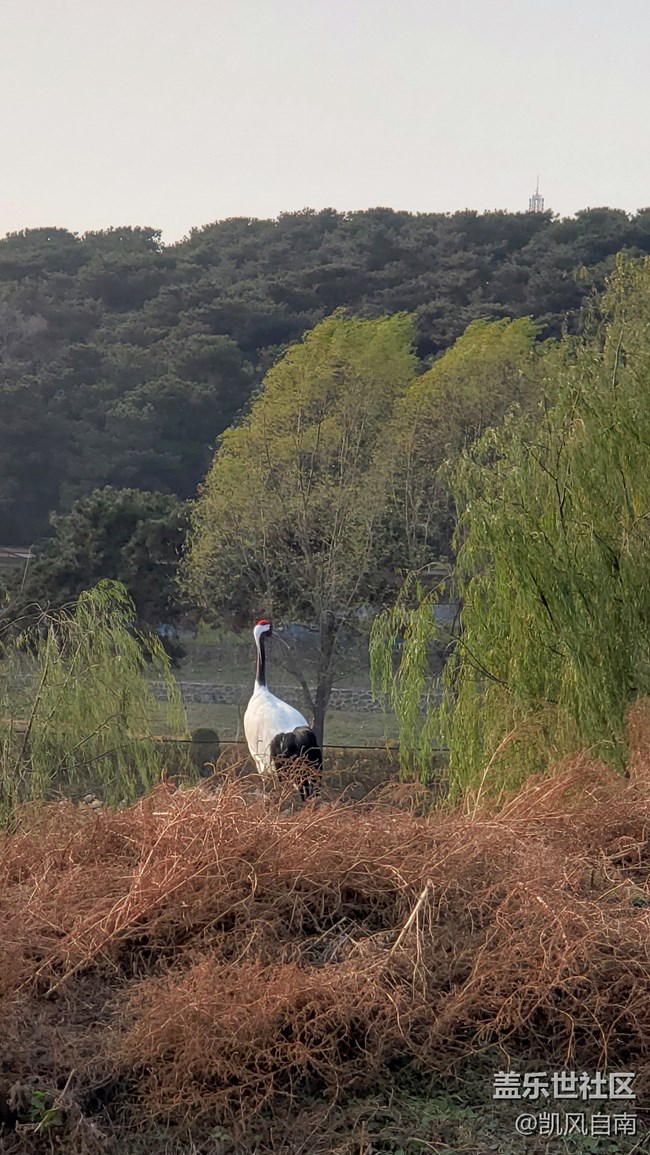一篇有內容的動物園回顧貼