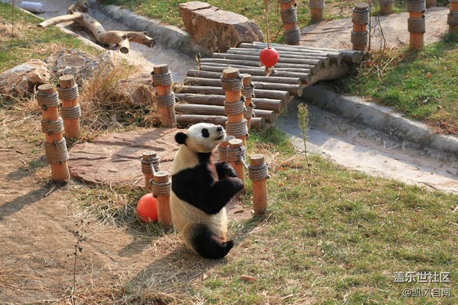 一篇有內容的動物園回顧貼