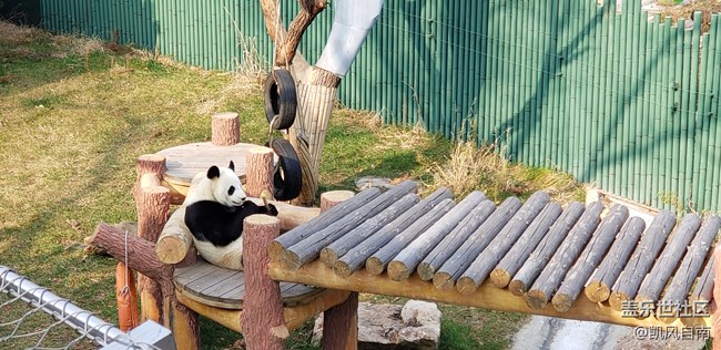 一篇有內容的動物園回顧貼