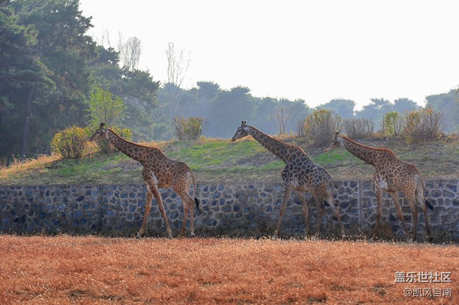 一篇有內容的動物園回顧貼