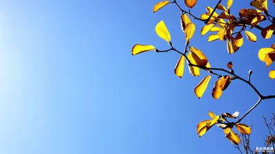【為中國(guó)添色】秋 小品（一） （大眾組）