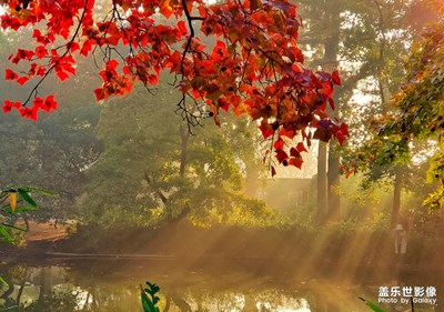 【為中國添色】天平山楓葉?? 紅/黃/綠