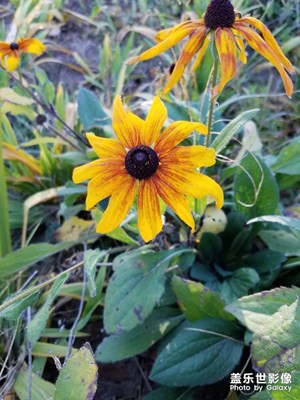 【我的日常生活】+ 河邊秋色