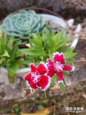 花盆