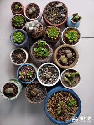我養(yǎng)的多肉