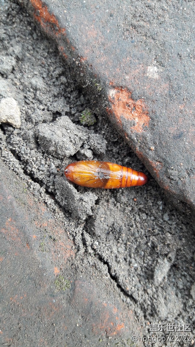 這個是什么東西？