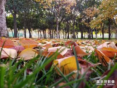 美麗的葉子和天空