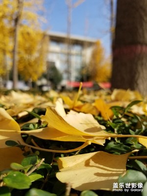 【百變天氣】+ 最美銀杏樹