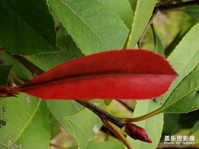 誰的嘴唇最漂亮?(2)