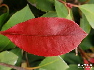 誰的嘴唇最漂亮