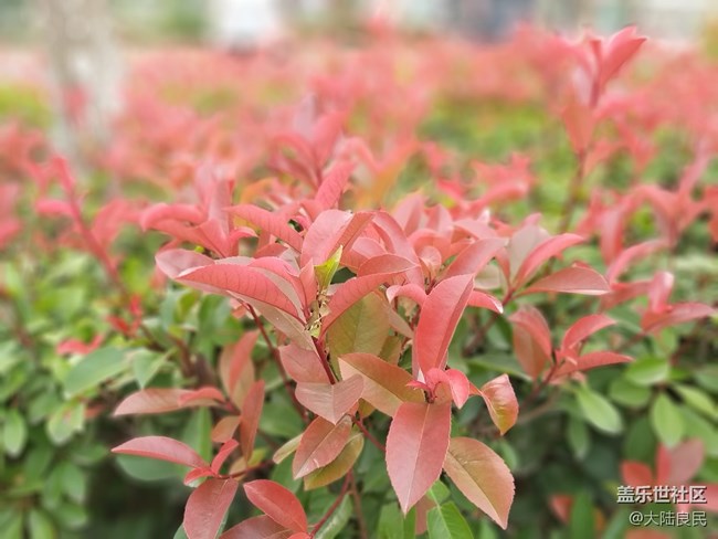 【A9s 一機走天下】鄭州站 龍門石窟實拍體驗