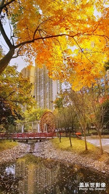 【拾憶】+又見初冬那遍金黃