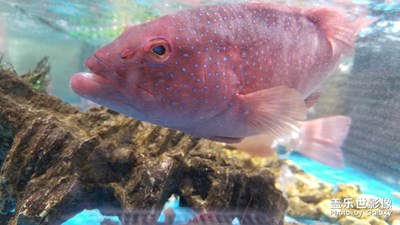 寵物、美食？