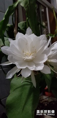 最美曇花