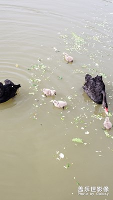 黑天鵝