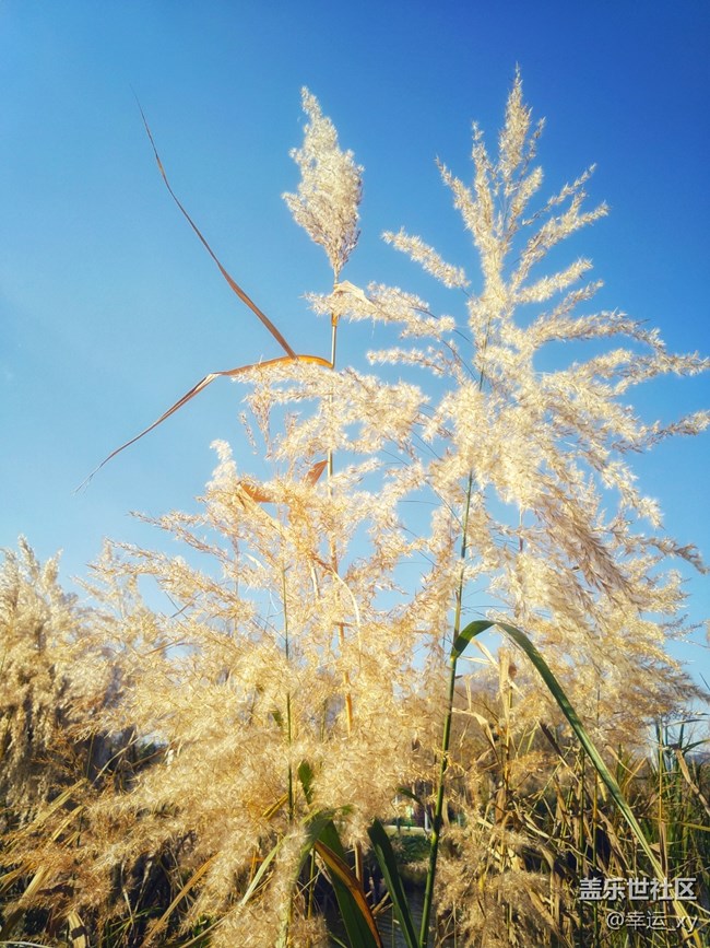 【A6s星粉體驗團(tuán)】三星Galaxy A6s拍照體驗