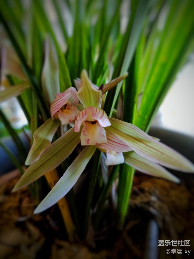 【A6s星粉體驗團(tuán)】三星Galaxy A6s拍照體驗