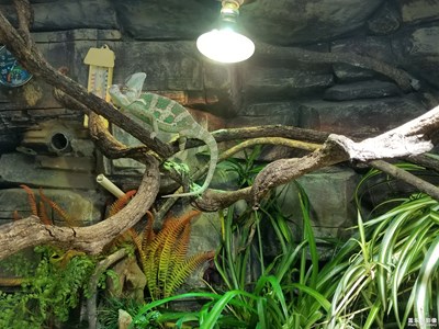 大連森林動(dòng)物園之行