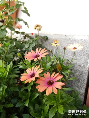 使用三星S8相機(jī)專業(yè)模式拍攝