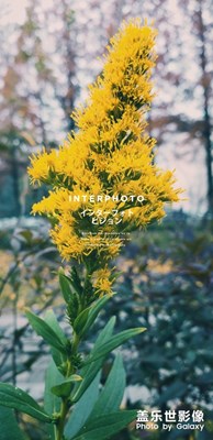 用三星s9+拍攝植物的效果