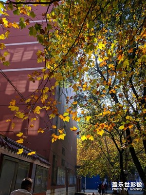 【緯度的色彩】+校園的初冬