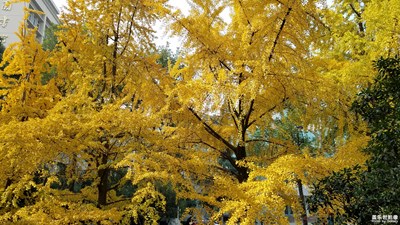 緯度的色彩】+ 金黃的銀杏