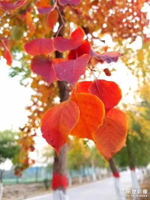 清晨的秋天！