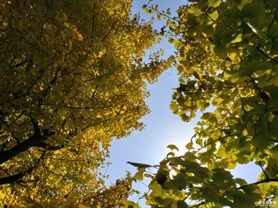 小區(qū)的秋天