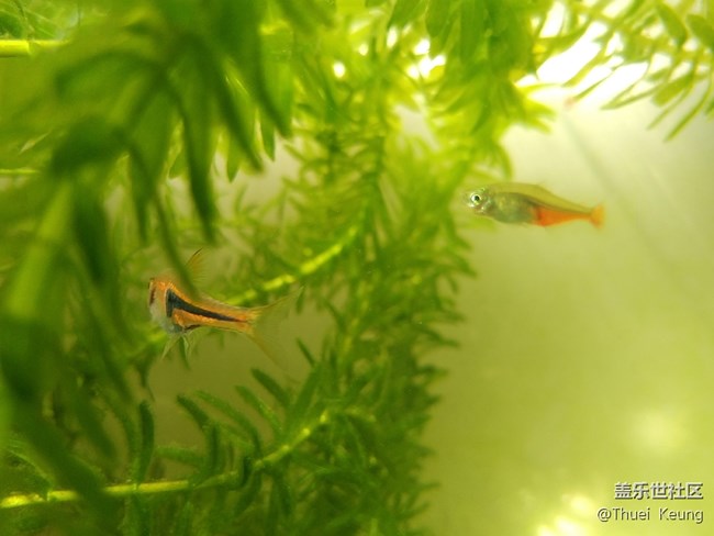 【A6s星粉體驗(yàn)團(tuán)】潮流單品—A6s體驗(yàn) 【A6s星粉體驗(yàn)團(tuán)】潮流單品—A6s體驗(yàn)